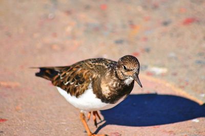 Close-up of bird perching outdoors