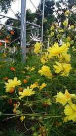 Close-up of yellow flowers in field