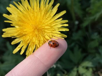 Close-up of insect on yellow flower