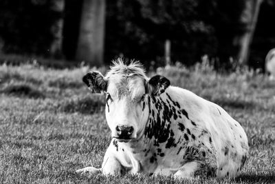 View of a dog on field