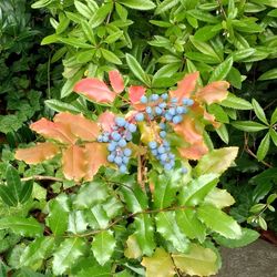 Close-up of flowers blooming outdoors