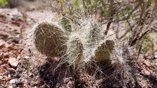 Close-up of plant on field