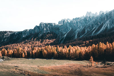 Trees on landscape against clear sky