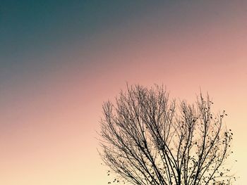 Tree against sky during sunset