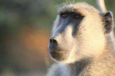 Close-up portrait of an animal