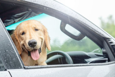 Brown dog  golden retriever sitting in the car at the raining day. traveling with animal concept