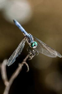 Close-up of dragonfly on twig