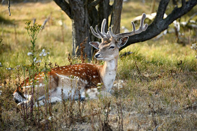 Deer resting on land