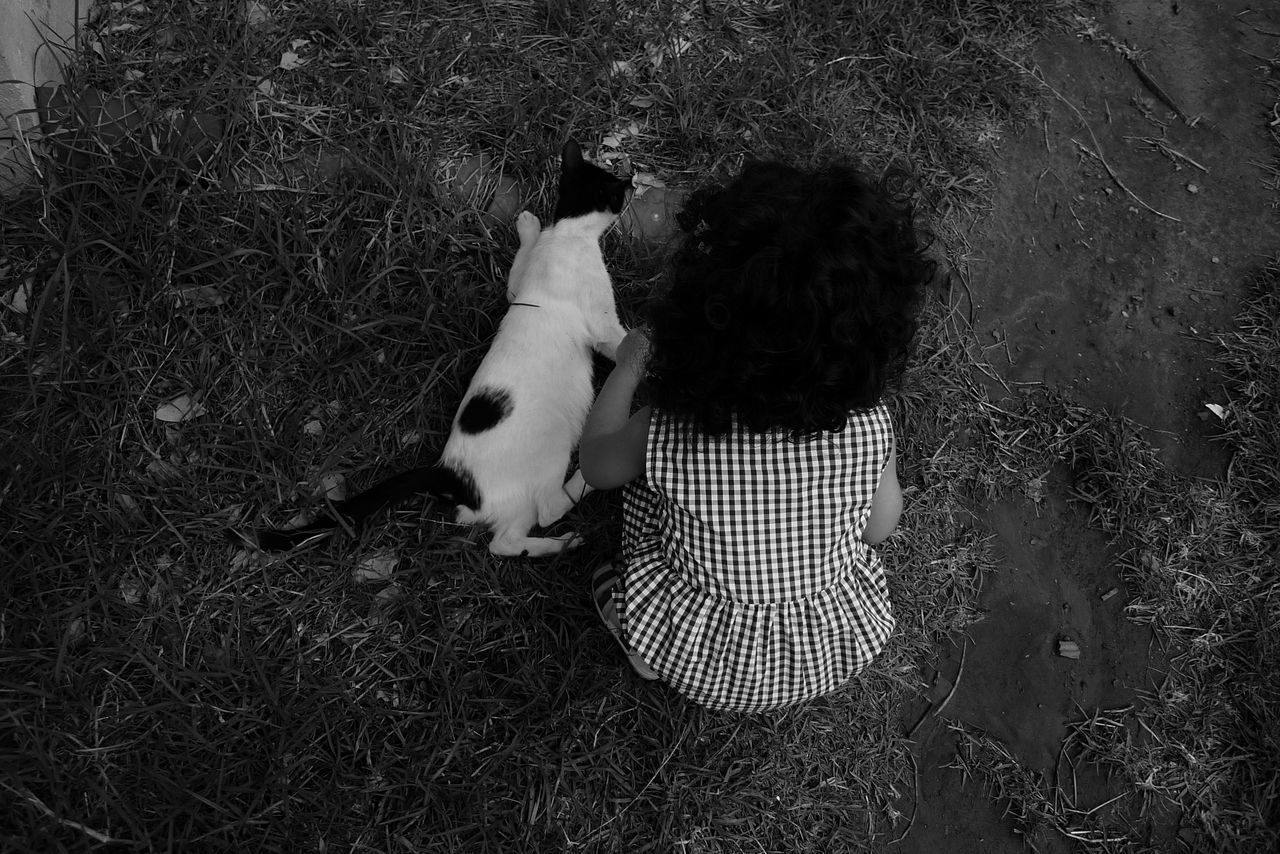 HIGH ANGLE VIEW OF DOG ON FIELD DURING RAINY SEASON