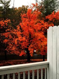 Autumn leaves on tree