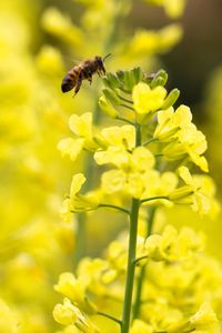 Close-up of bee pollinating on yellow flower