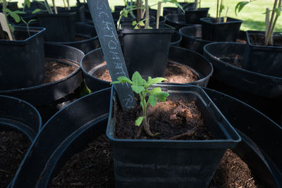 Close-up of potted plants in greenhouse