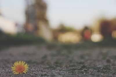 Close-up of yellow flowers against blurred background