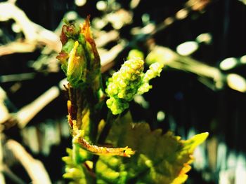 Close-up of insect on plant