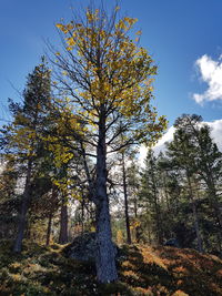 Low angle view of trees in forest during autumn