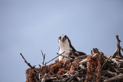 Osprey bird of prey pandion haliaetus in a nest at barefoot beach in bonita springs, florida