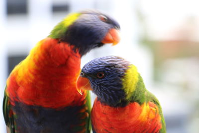 Close-up of parrot perching