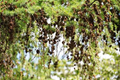 View of insect on plant