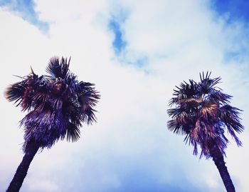 Low angle view of tree against sky