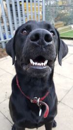 Close-up portrait of black dog