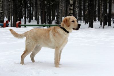 Dog on snow covered land