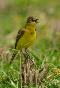 Close-up of bird perching on a field