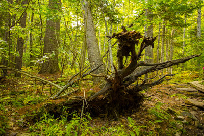 Trees in forest