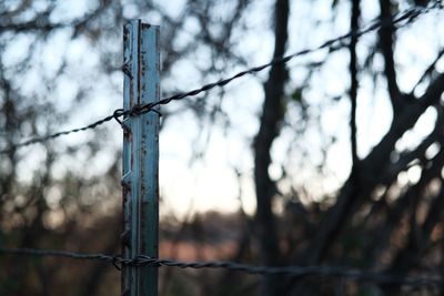 Close-up of barbed wire fence against trees