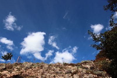 Low angle view of trees against sky