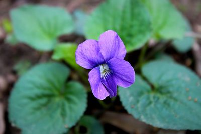 Close-up of purple flower blooming outdoors