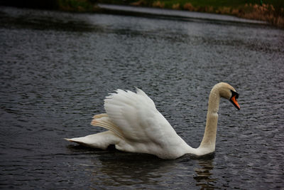 Swan swimming in lake