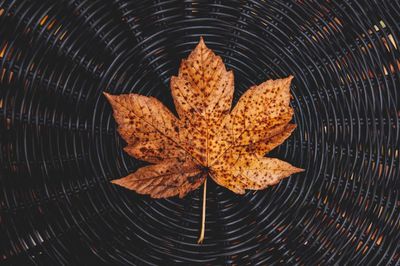 Close-up of dry leaf on autumnal leaves