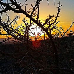 Bare trees on field at sunset