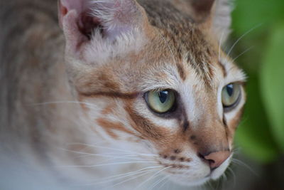 Close-up of cat