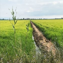 Scenic view of agricultural field against sky