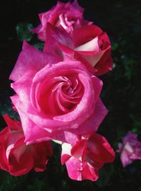 Close-up of pink rose