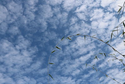 Low angle view of birds flying against sky