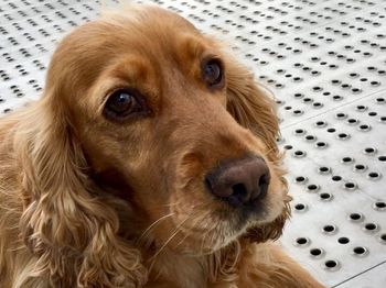 Portrait of cocker spaniel dog 