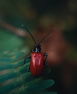 Close-up of lilioceris lilii insect on the leaf