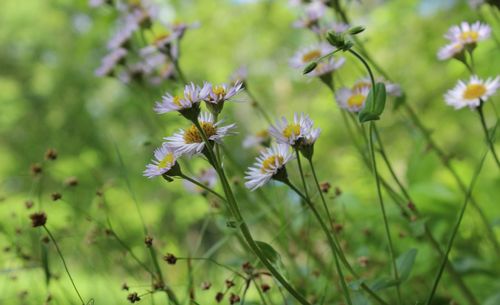 Close-up of flowering plants on field