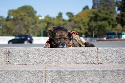 Close-up portrait of a dog against the wall