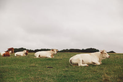 Cows on field against sky