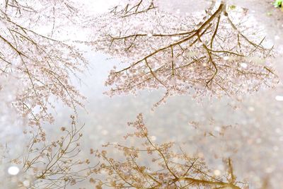 Low angle view of bare trees against sky