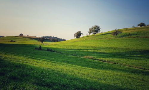 Scenic view of agricultural field against sky