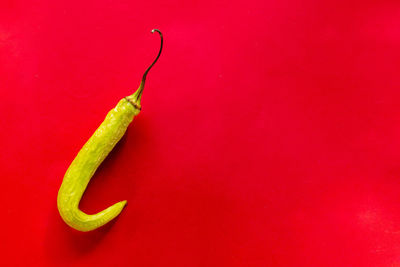 Close-up of green chili pepper against red wall