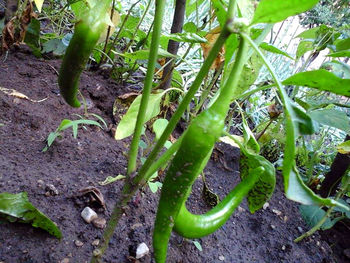 Close-up of fresh green plants