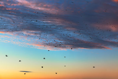 Low angle view of birds flying in sky