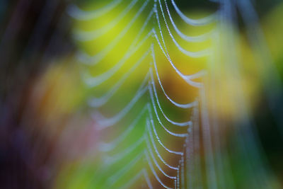 Close-up of wet spider web against plants