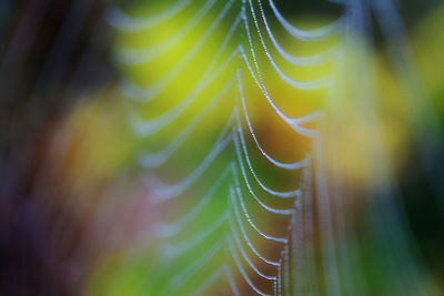 Close-up of plant against blurred background