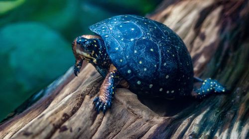 Close-up of tortoise on wood in zoo